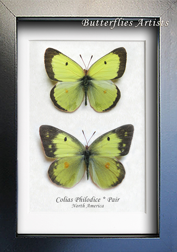 Clouded Sulphur Colias Philodice Pair Real Butterfly Framed Entomology S... - $89.99