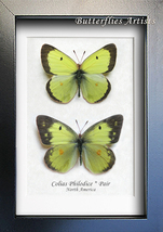 F a873p 1 colias philodice thumb200