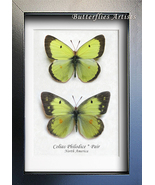 Clouded Sulphur Colias Philodice Pair Real Butterfly Framed Entomology S... - $89.99