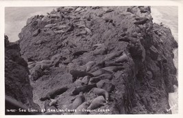 Sea Lion Caves Oregon Coast OR Lions Real Photo RPPC Postcard D55 - $2.96