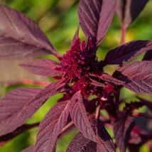 Red Garnet Amaranth Seeds Kiwicha for garden - $4.99