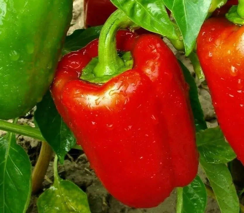 PSStore 30 Red Bell Pepper Culinary Big Red Sweet Pepper Non-Gmo Vegetab... - $13.22 CAD