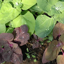 SHIP FROM US 2 g ~500 Seeds - Organic Aurora "mountain spinach" Seeds, TM11 - $23.84