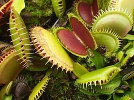 Dionaea muscipula Tiger Fangs Venus flytrap - £3.51 GBP