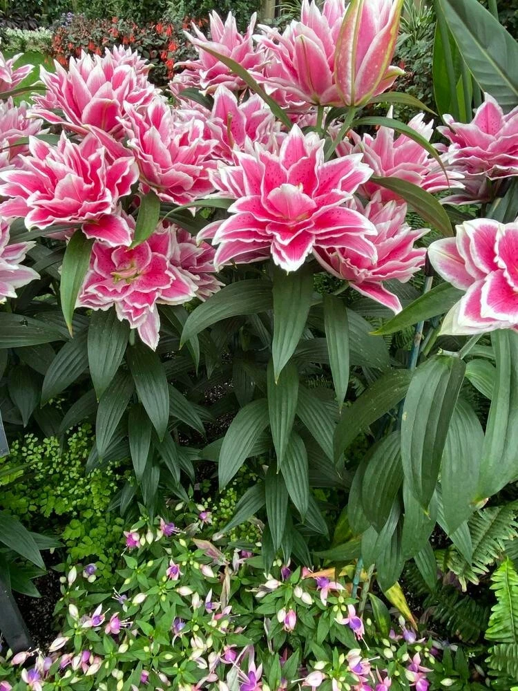 1 ROSELILY SAMANTHA Lily Flower Bulb * SHOWY DARK PINK &amp; WHITE 6&quot; DOUBLE... - $27.05