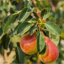 Forelle Pear Seeds Pyrus Pyrifolia Native Fruit Tree Edible,Pear,Fruit Seeds - £9.38 GBP