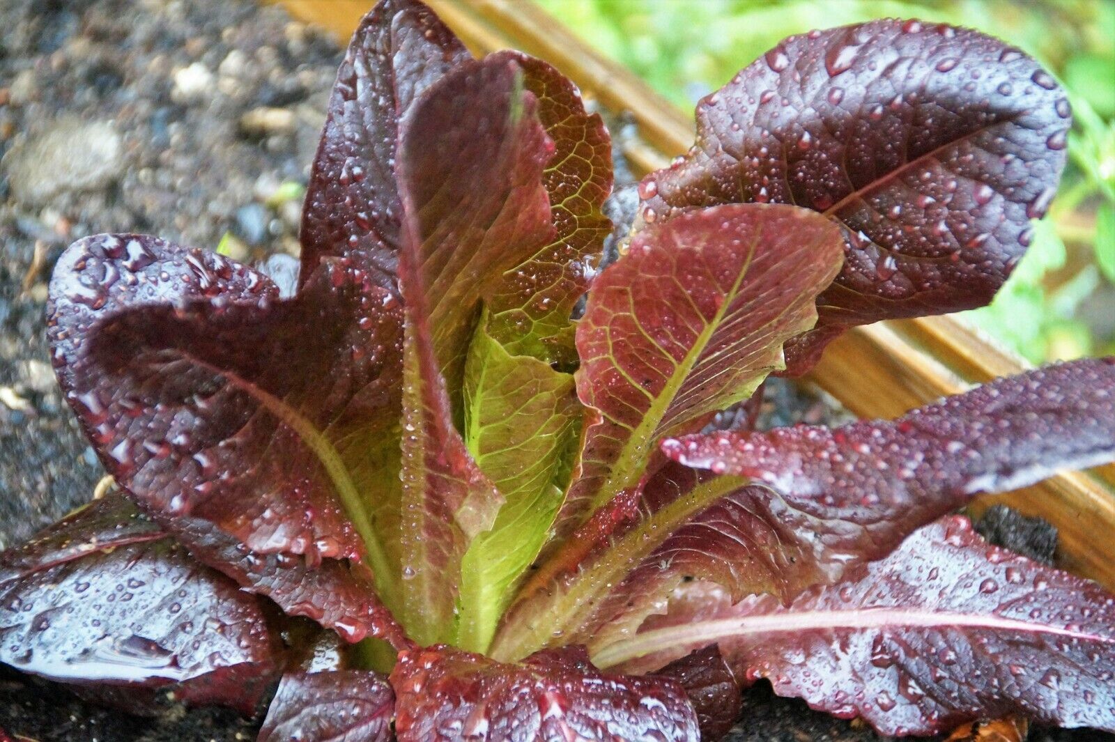 850 Cimmaron Romaine NON-GMO Heirloom seeds - $6.58