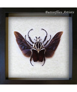 Real Giant Beetle Goliathus Goliatus Conspersus XL Framed Entomology Sha... - $384.52 CAD