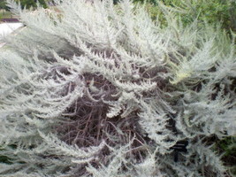 200 California Sagebrush Seeds (Artemisia Californica)  From US - $13.95