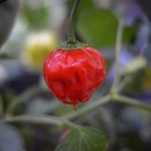 New Fresh Seeds Apple Crisp Pepper Seeds Pack Of 10 USA Seller - £8.11 GBP