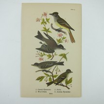 Bird Lithograph Print Crested Flycatcher Phoebe Wood Pewee Acadian Antique 1890 - £15.74 GBP