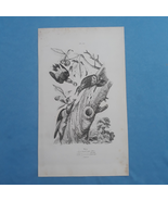 Antigue print Birds - pl. 530 E. Guérin dir. - size: 300 X 180 mm - $15.00