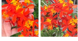 Beautiful 2 epidendrum radicans ground orchid cuttings Orange Yellow - £22.79 GBP