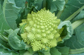 USA Seller Fresh 300 Romanesco Broccoli Seeds Organic Florida - £8.95 GBP