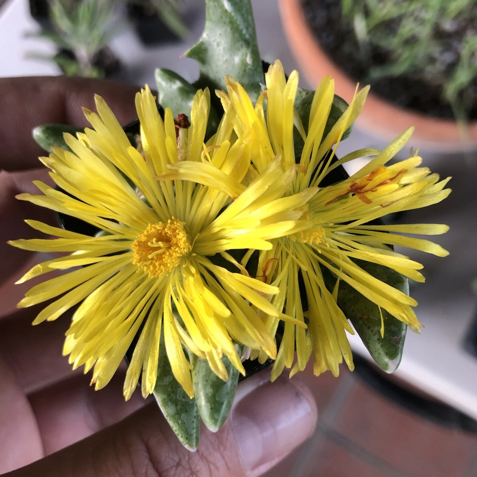 Tigers Jaw Rare Succulent.    2 In Pot - $22.43