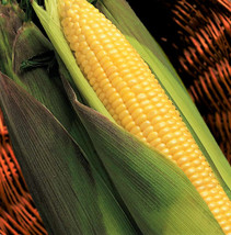 USA SELLER Kandy Korn Yellow Sweet Corn Red Husk Eh Untreated Vegetable Free Shi - $11.95