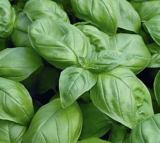 1000 Seeds Genovese Basil Non-Gmo Heirloom From US - $9.80