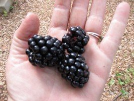 Giant Blackberry 105 Seeds Antioxidant Fiber Ful Triple Crown Grown In Usa Garde - $18.98