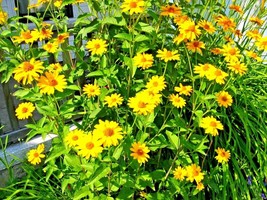 BPA 300 Seeds Ox Eye Sunflower Seeds Native Wildflower Summer Flower Garden Heat - £7.14 GBP