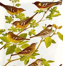 Warbler Varieties #2 1936 Bird Lithograph Color Plate Print DWU12C - £19.80 GBP