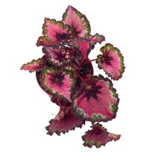 BubbleBlooms &#39;Harmony&#39;s Fatal Attraction&#39; Begonia Rex, Red and Green Holographic - £14.87 GBP