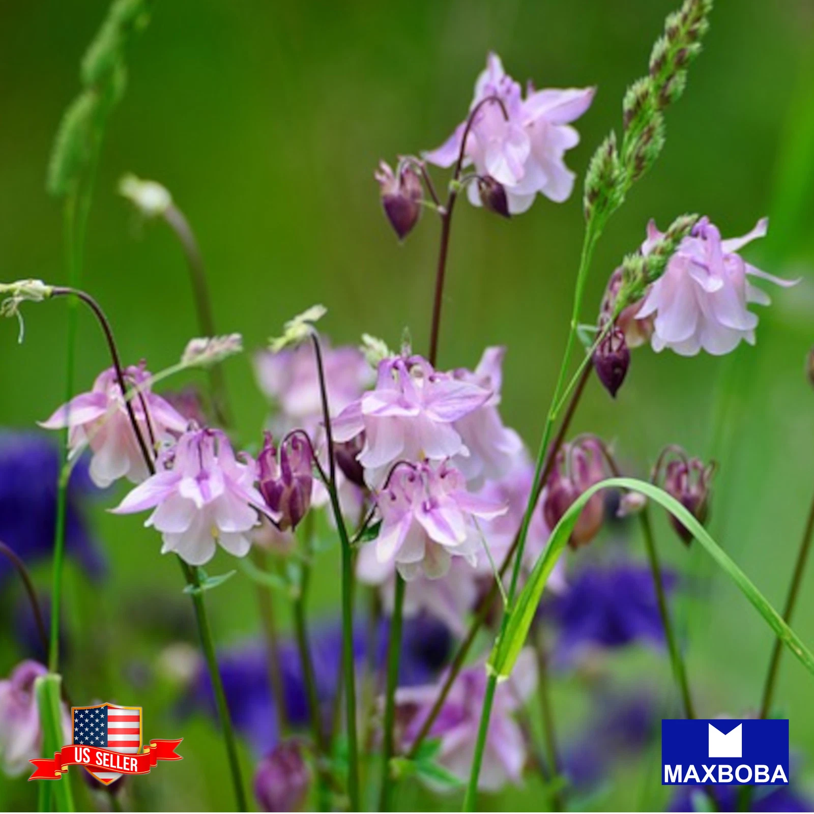 500 Columbine Seeds Double Mixed Non-GMO BOGO 50% OFF - $9.67
