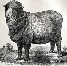 Infantado Spanish Merino Ewe 1863 Victorian Agriculture Animals Art DWZ4A - £39.27 GBP