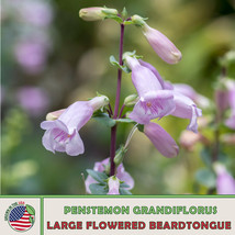 100 Large Flowered Beardtongue Seeds Native Flower Bird &amp; Butterfly Attr... - $7.96