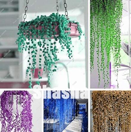 200Pcs Pearl Chlorophytum Mixed Colors Seeds - $9.99