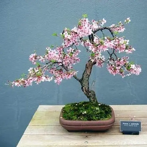 Fresh Bonsai Weeping Cherry Tree Seeds For Planting 10+ Seeds Highly Prized For  - £15.60 GBP