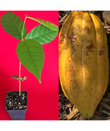 TRINITARIO Theobroma Cacao Cocoa Chocolate Fruit Tree Potted Plant Yello... - £23.45 GBP