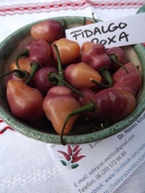 Fidalgo Roxa Chili Pepper, 5 seeds (Ch 039) - £2.34 GBP