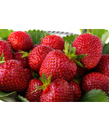 Quinault Ever Bearing Strawberry Plants Great For Hanging Baskets &amp; Cont... - $16.62 CAD+