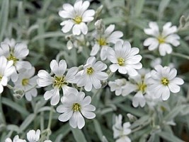 SR12Store 100 Snow In Summer Cerastium Perennial Flower SeedsDeer Resistant Grou - £8.37 GBP