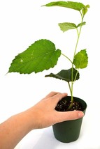 4&quot; Pot Mulberry Dwarf Black Fruits Live Plant Tree Outdoor Garden Best Gift - $64.99