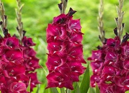 2 Gladiolus Flower Bulbs F8001 373 Fresh USA Shipping - £16.97 GBP