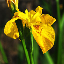 15 Yellow Iris Seeds beautiful Iris blossoms flower - £7.94 GBP