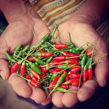 25 Seeds Siling Labuyo Pepper Vegetables Garden - £7.64 GBP