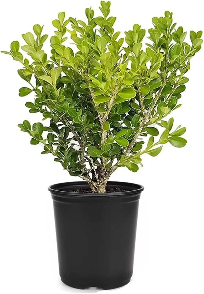 Japanese Boxwood Live 4nch Pots Buxus Microphylla Large Plants - £33.84 GBP