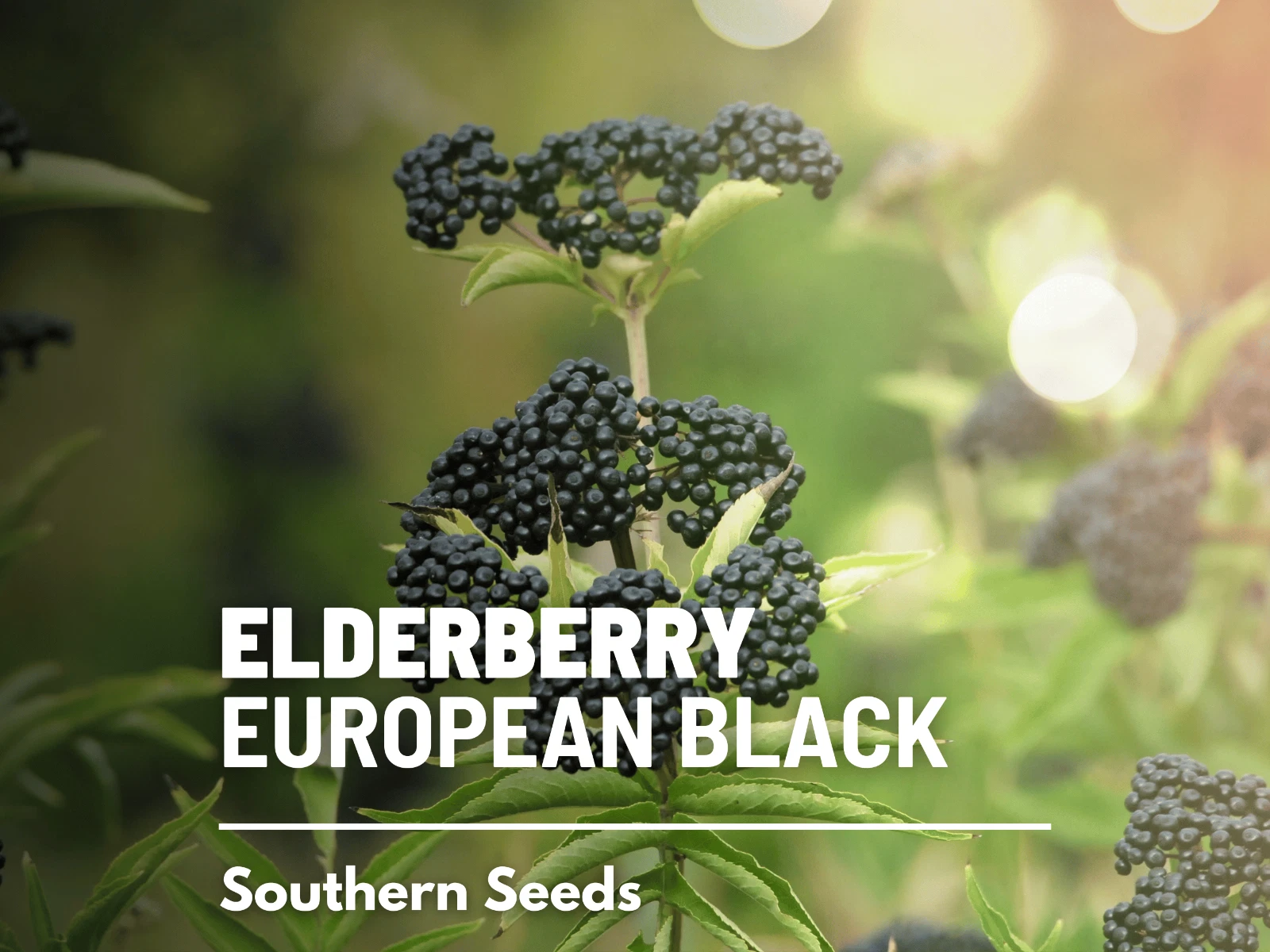 Elderberry, European Black - Heirloom Seeds - Culinary/Medicinal (Sambuc... - $17.73