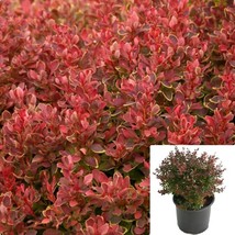 Berberis Thunbergii Crimson Pygmy 1Gallon Japanese Barberry Live Plant - $33.44