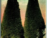 Cypress Tree Entrance To Residence Oakland California CA UNP DB Postcard J3 - £5.41 GBP