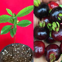 Grumichama Grumixama Eugenia Brasiliensis Brazilian Cherry Tropical Frui... - £20.32 GBP