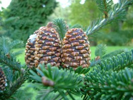 20 Fraser Fir Tree Abies Fraseri Christmas Tree Southern Balsam Fir Nativegetabl - £15.96 GBP