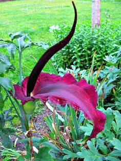 Giant Lily Voodoo Lily Plants Potted Bonsai Garden Courtyard, 100 PCS SEEDS D