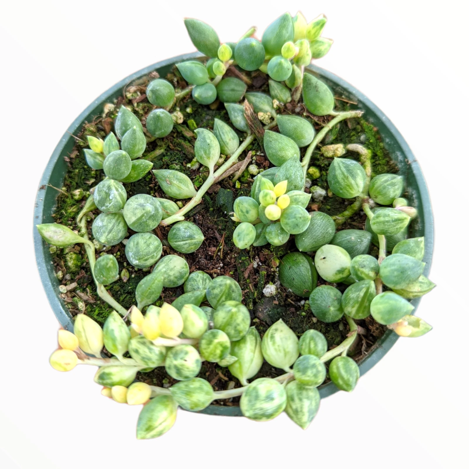 Senecio &#39;Angel Tears&#39; Variegata Succulent Plant - $28.67