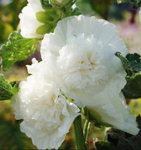 Hollyhock Chaters Double White Peony Flowered Blooms Biennial Non-Gmo 25 Seeds - £7.85 GBP