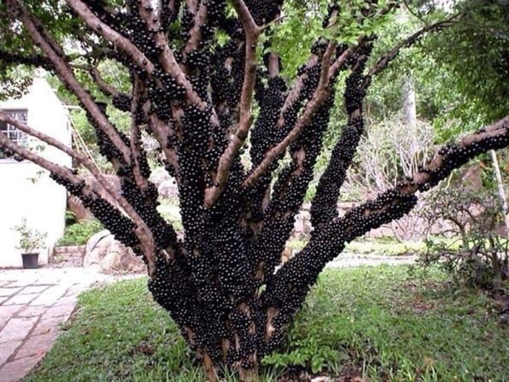 Brazilian Grape Tree~~Jaboticaba Plinia Cauliflora Sabara Fruit~~Small R... - $19.99