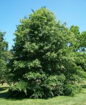 Pin Oak Tree-(quercus palustris) image 5