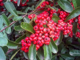 HSeeds Scarlet Firethorn (Pyracantha Coccinea), 30 Seeds - £3.39 GBP